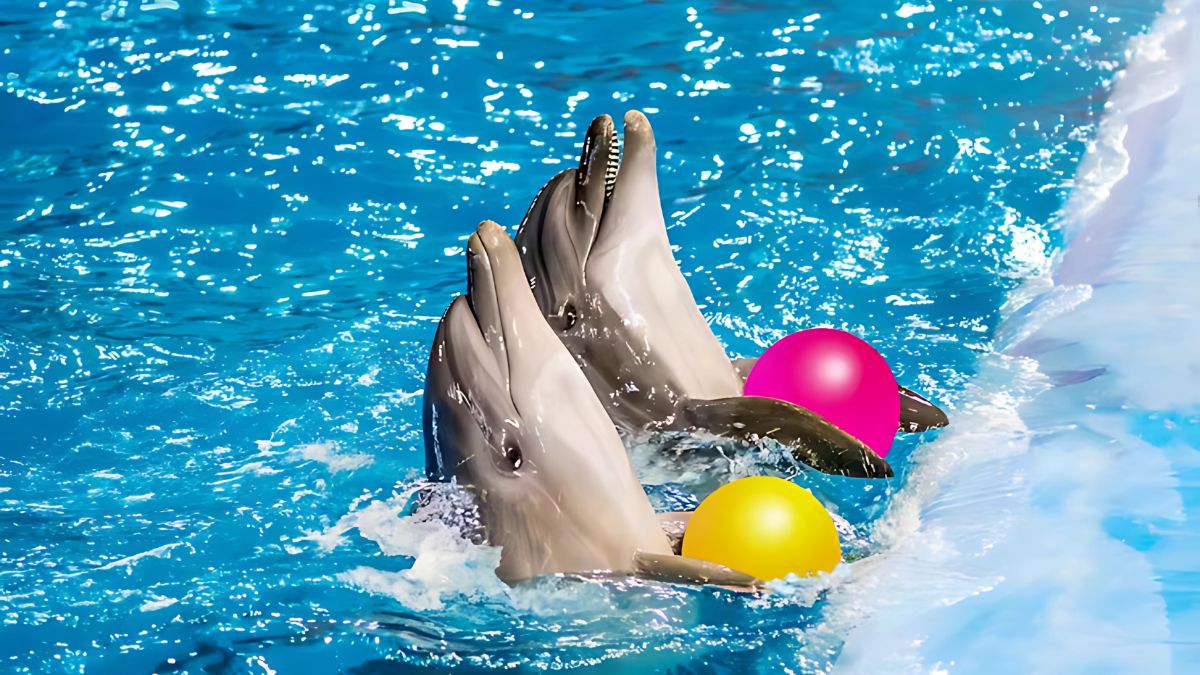 Why Visit the Dolphin Show in Pattaya